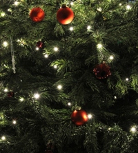 2015_Tannenbaum1_web